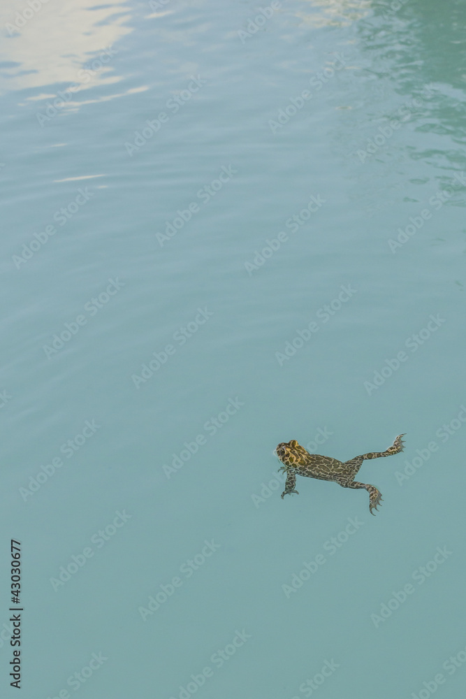 Rospo smeraldino nell'acqua