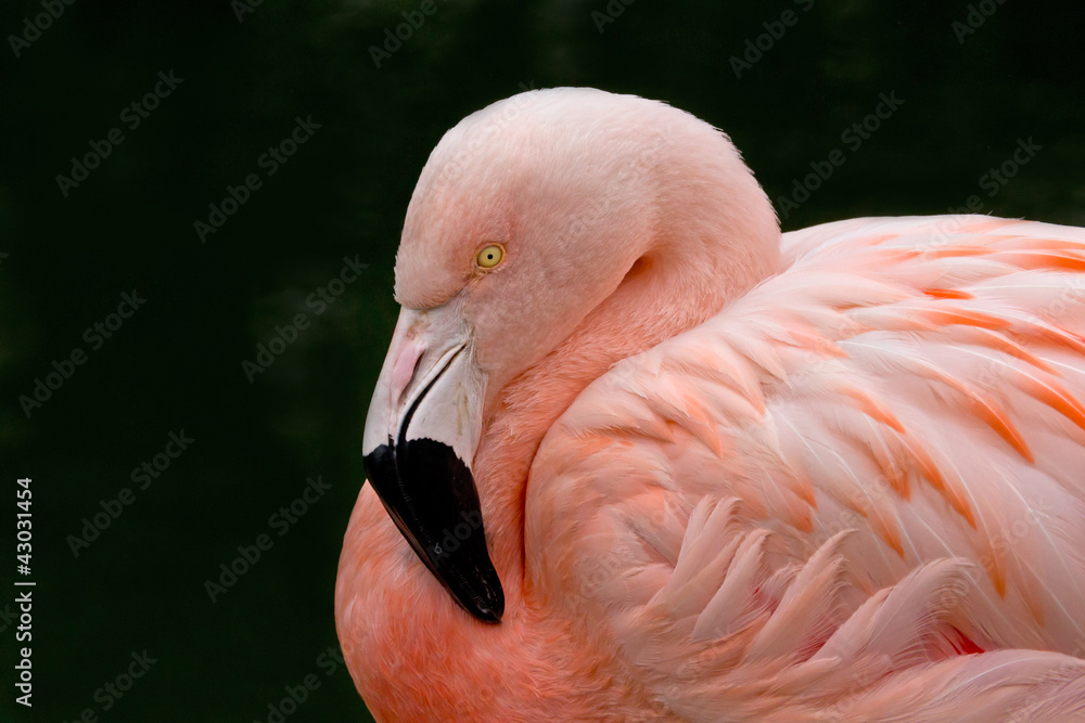 Fototapeta premium Chilean Flamingo Bird on Dark Background