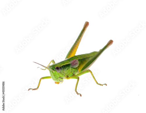 Grasshopper © Zbyszek Nowak