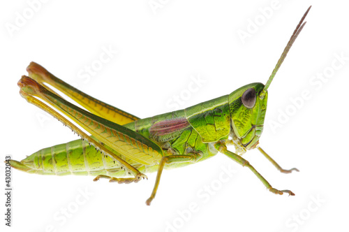 Fototapet Grasshopper