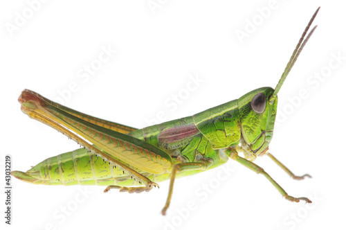 Obraz na płótnie Grasshopper