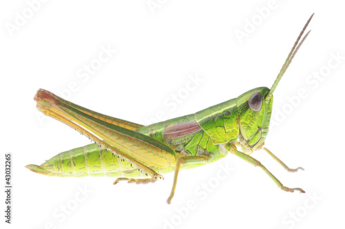 Grasshopper © Zbyszek Nowak