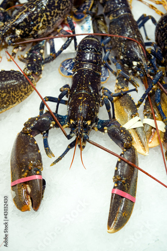 lobster for sale