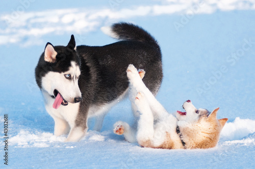 Two siberian husky playing on snow