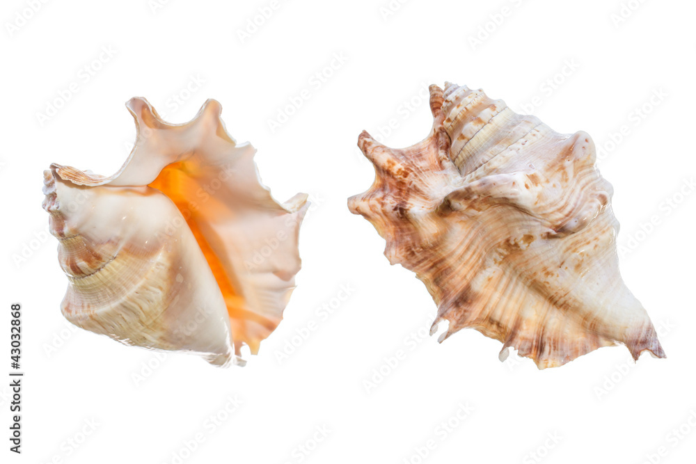 set of shell isolated on a white background set of shell isolated on a white background