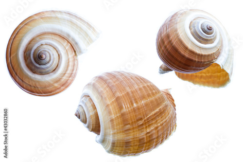set of shell isolated on a white background