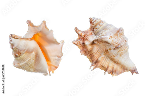 set of shell isolated on a white background
