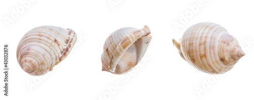 set of shell isolated on a white background