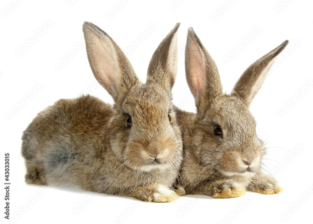 Fototapeta premium Two rabbits bunnies isolated on white