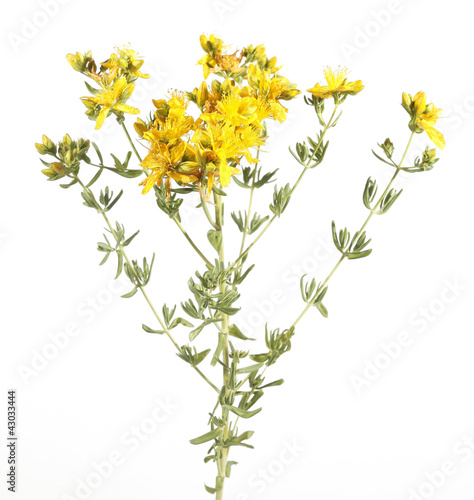 Common St John's Wort wild plant Hypericum perforatum photo