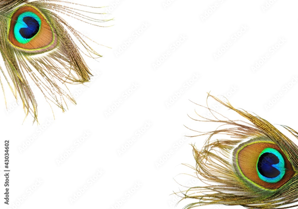 Naklejka premium Peacock feather