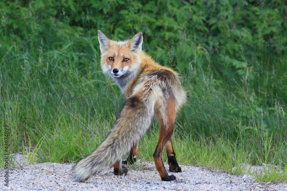 Fox Fox