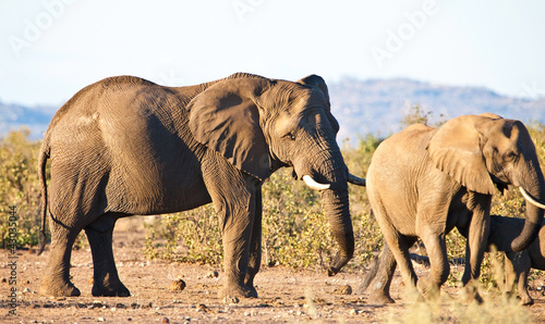 African elephants in Kruger National Park  South Africa