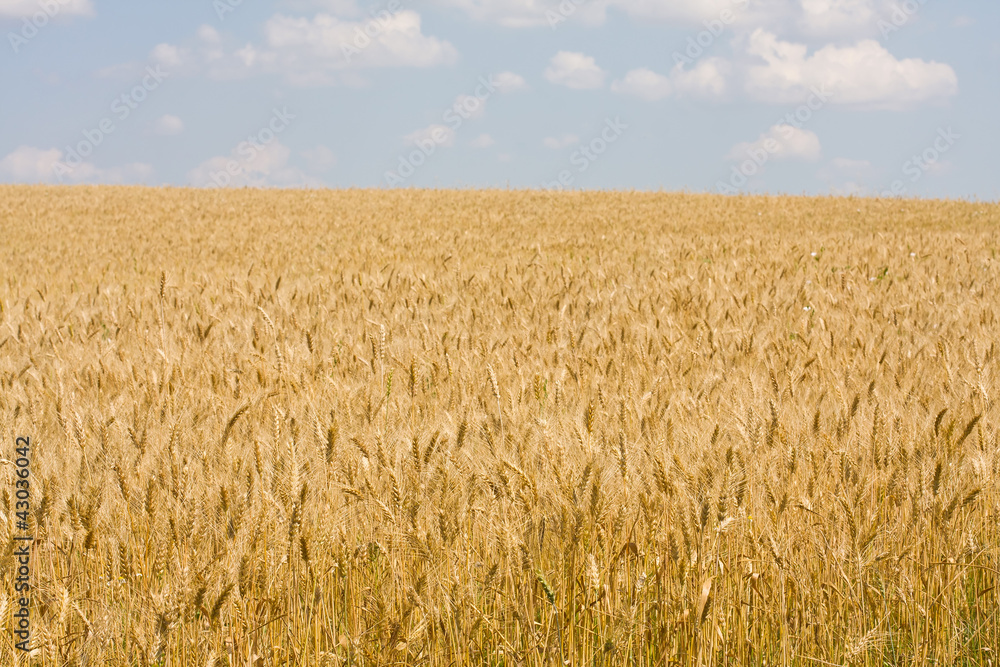 Wheat Wheat