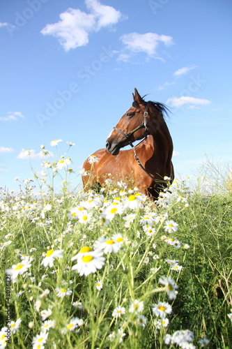 Pferd in Sommerblumenwiese