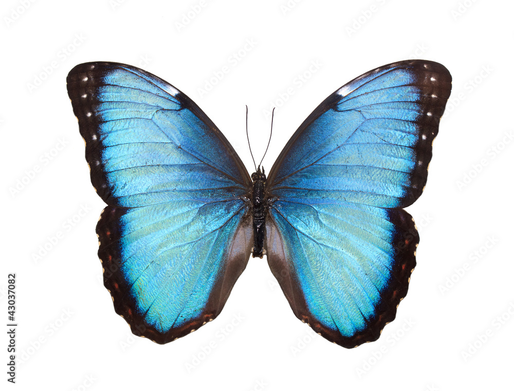 Fototapeta premium Motyl na białym tle