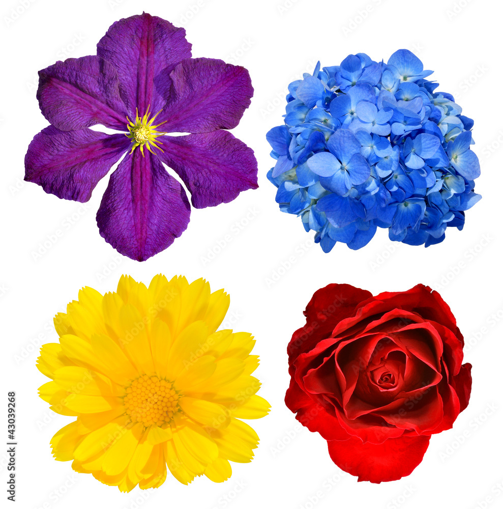 spring flowers closeup isolated on white