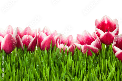 Fototapeta Naklejka Na Ścianę i Meble -  Fresh Tulip and green Grass with drops dew / isolated on white w