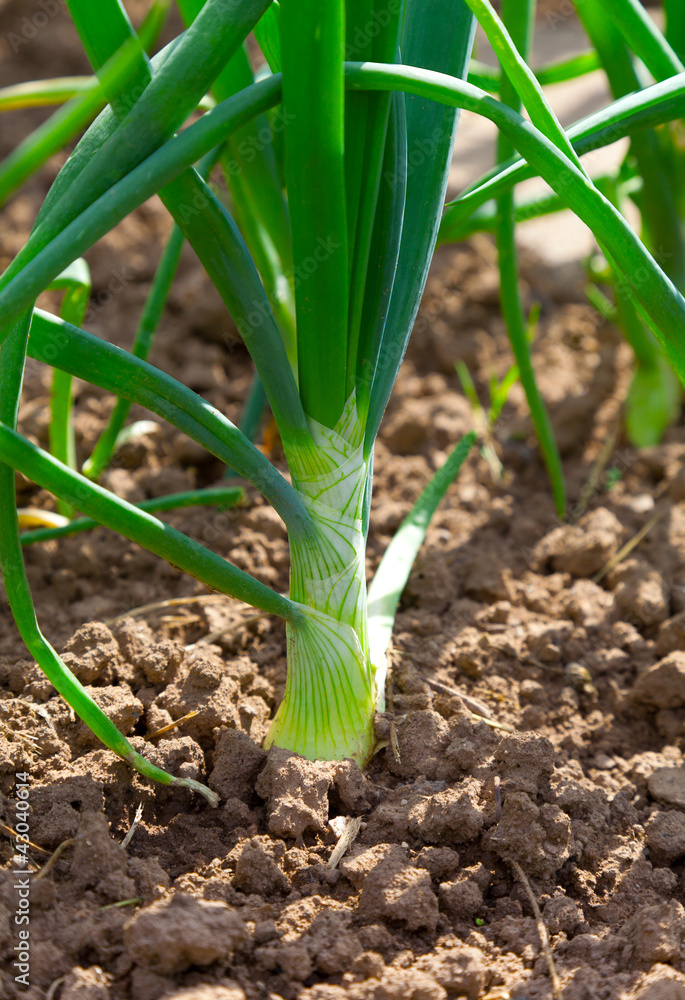 green onion in the vegetable garden green onion in the vegetable garden