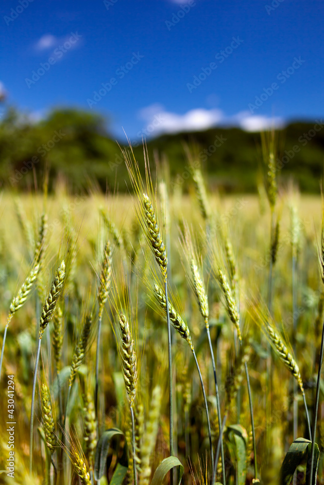 Obraz premium Wheat field closeup