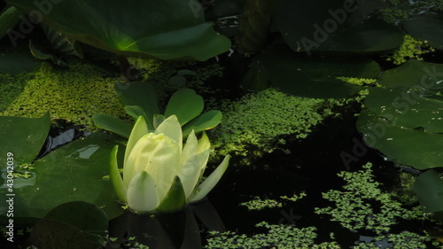 Time lapse opening of water lily flower