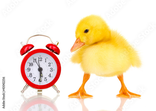 Fotografie Duckling and alarm clock isolated on white