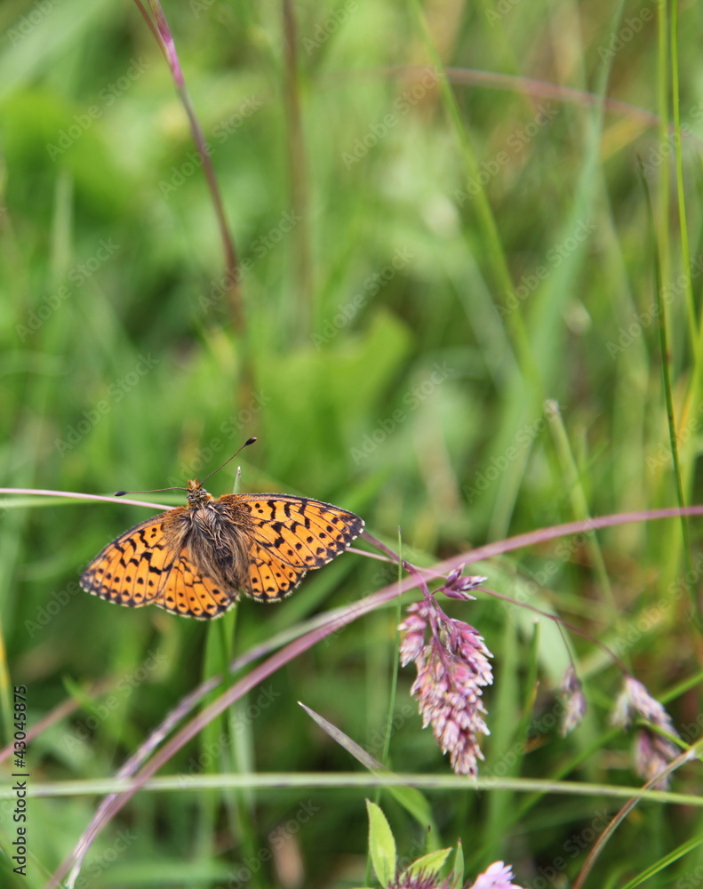Obraz premium Papillon : Nacré de la ronce.