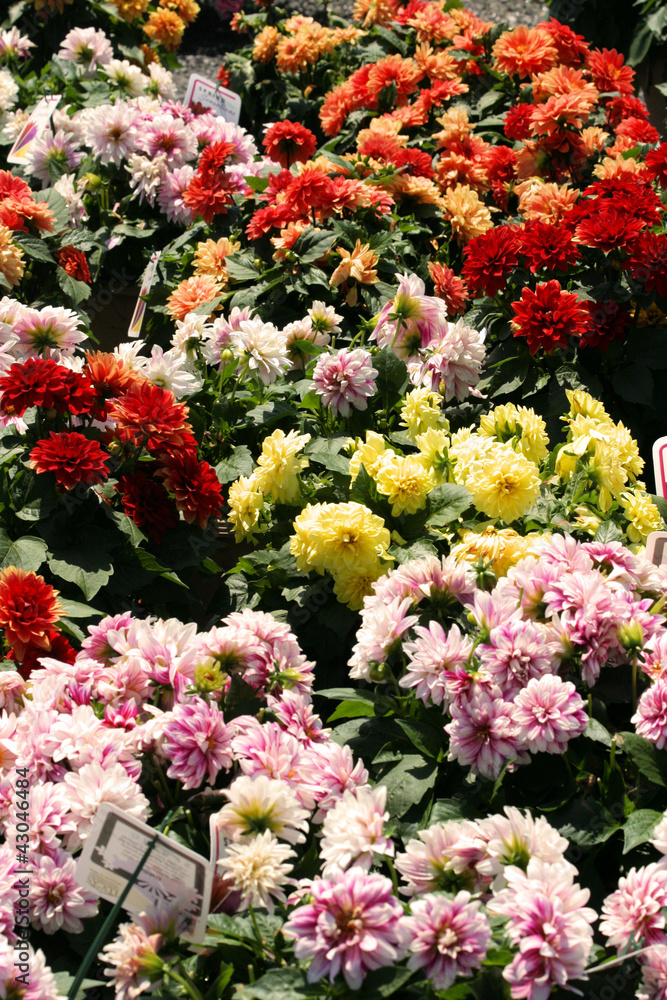 more flowers more flowers