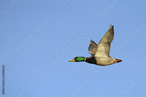 Colorful male mallard duck in flight against blue sky