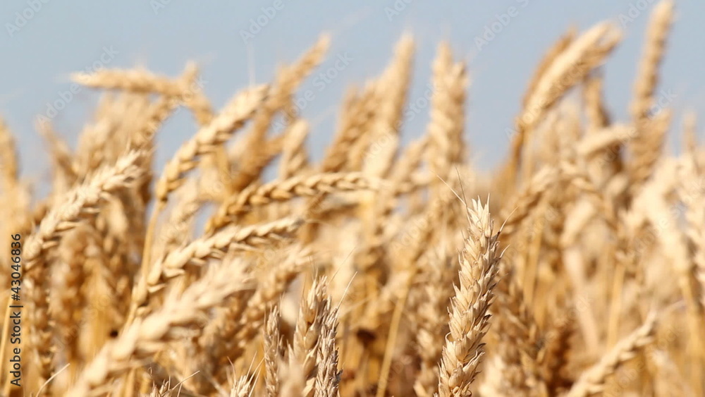 golden wheat field summer season golden wheat field summer season