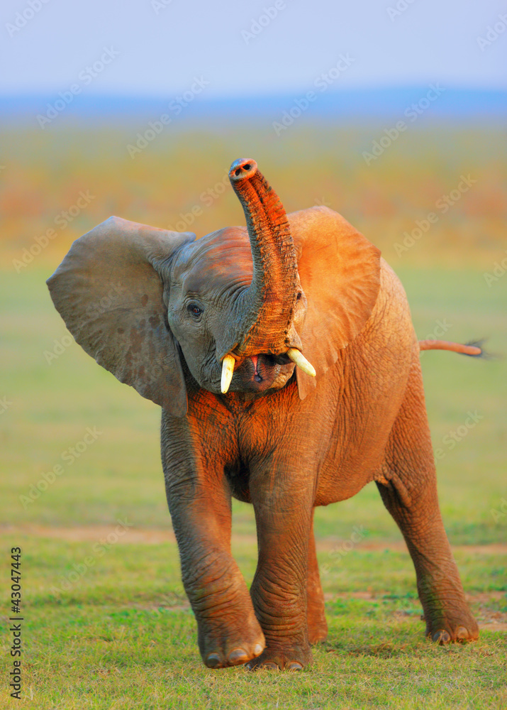 Naklejka premium Baby Elephant - raised trunk