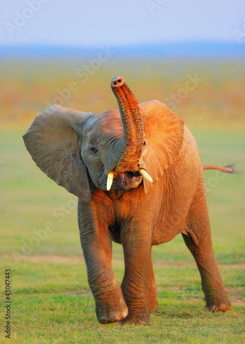 Baby Elephant - raised trunk photo