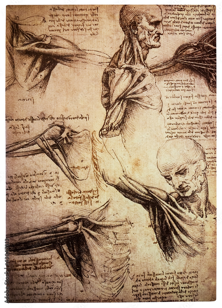Old anamtomical drawings by Leonardo DaVinci - obrazy, fototapety, plakaty 
