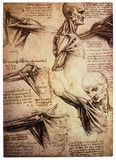 Old anamtomical drawings by Leonardo DaVinci