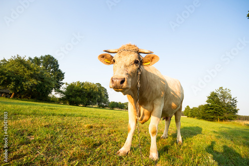 cow animal series