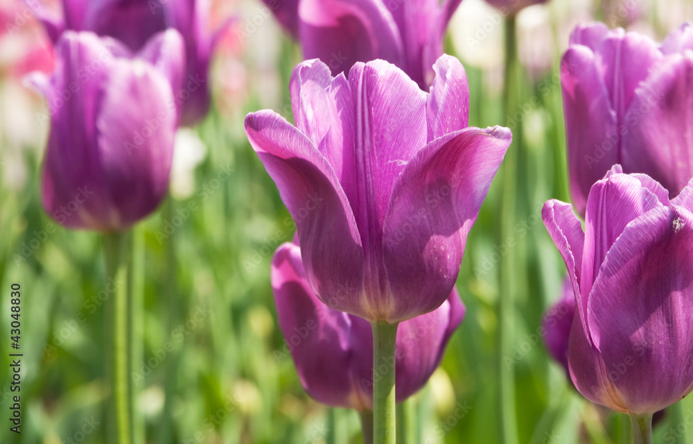 tulips tulips