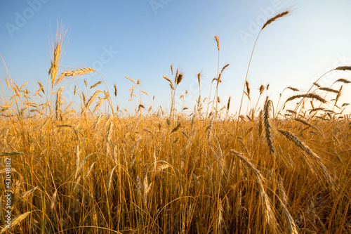 wheat