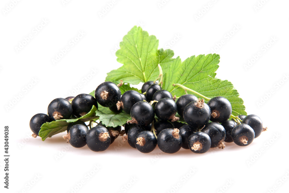 blackcurrant blackcurrant