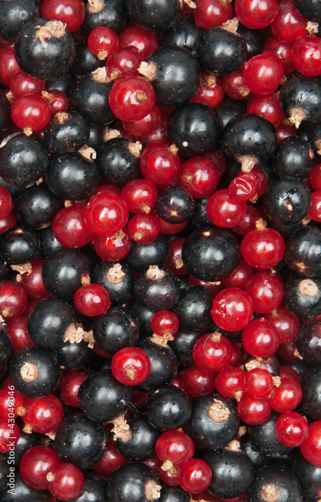 redcurrant and blackcurrant redcurrant and blackcurrant