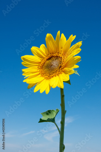 sunflower © Maxim Loskutnikov