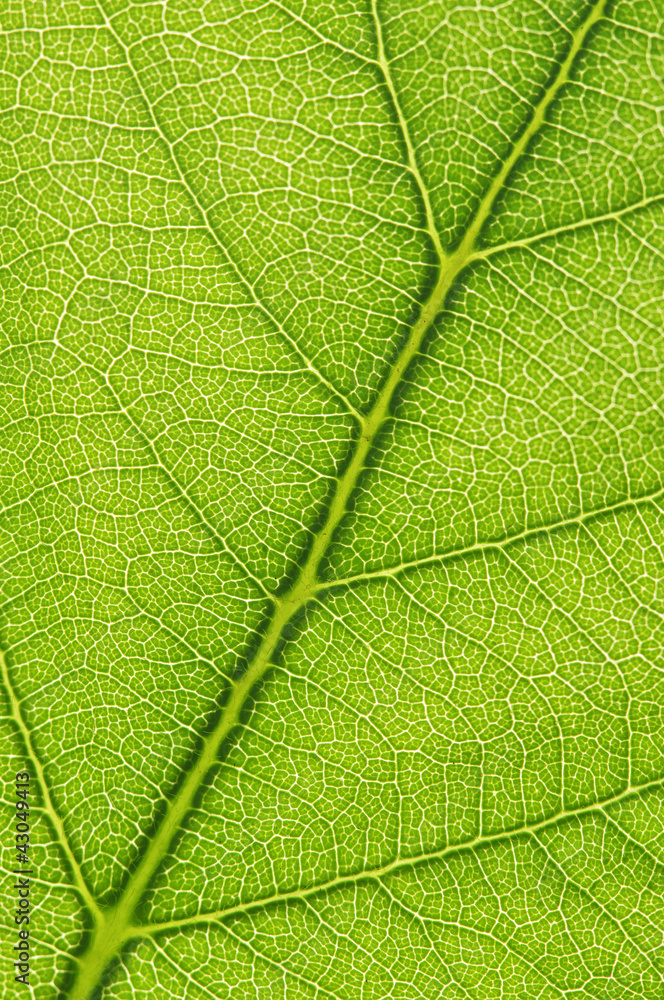 Leaf Leaf