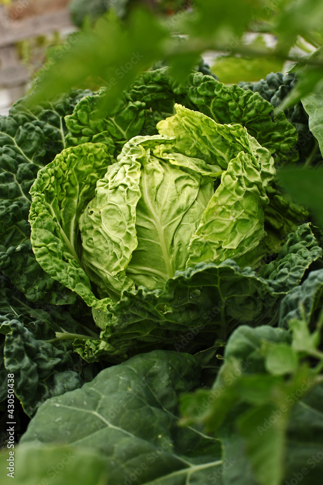 Kohl Kohl