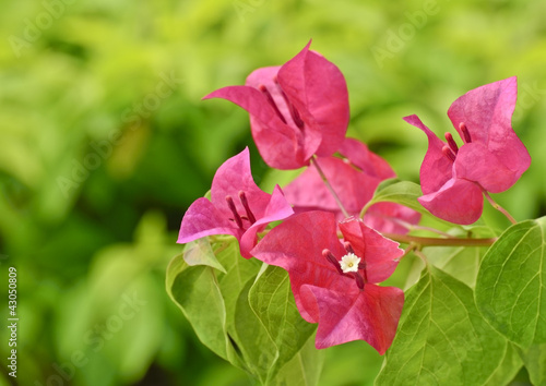 Bougainvillea