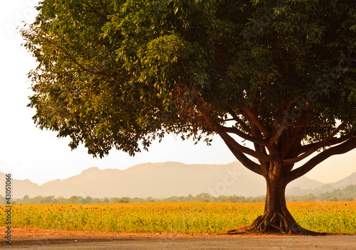 A Big Tree near Sunflower field Lop Buri, Thailand