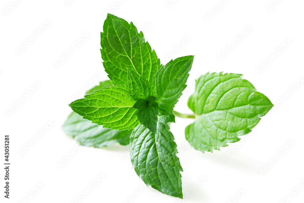 Mint Leaf Mint Leaf