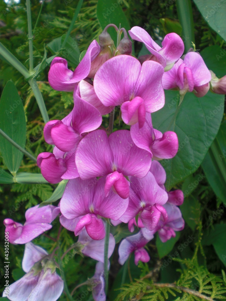 Naklejka premium Violet Orchid Flower