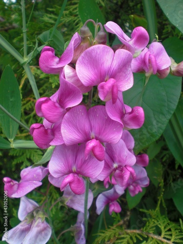Violet Orchid Flower