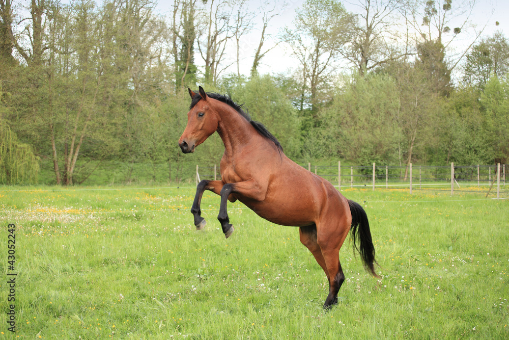 brown horse prancing in a meadow in spring brown horse prancing in a meadow in spring