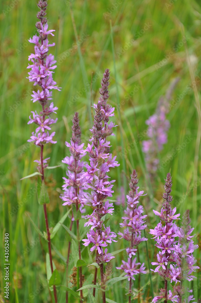 Obraz premium Blutweiderich