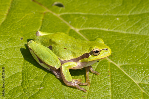 Green Tree Frog on a green leaf close-up / Hyla arborea